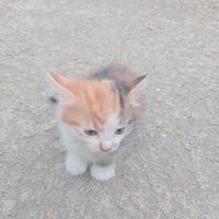 Fındık kı..