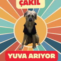 Çakılı so..