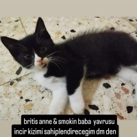 Sevimli o..