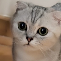 Maya yeni..