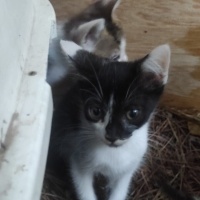 Zeytin ka..