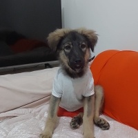 “Aşıları..