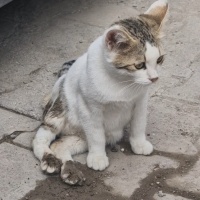ARKA PATİ..