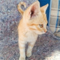 Bir avuç..