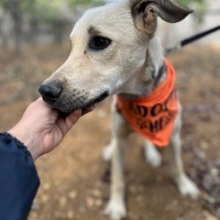 Saluki -..