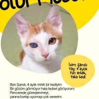 Bir gözü..