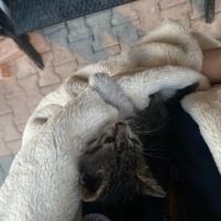 Kucaktan..