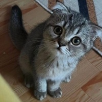 Minnak yu..