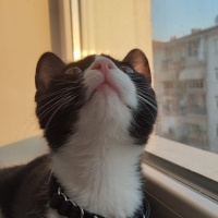 tatlı ked..
