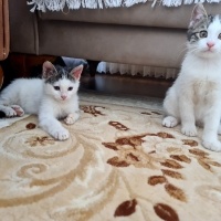 Minik yav..