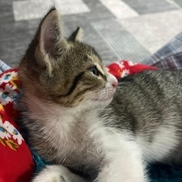 Bambi çok..