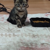 Bir buçuk..