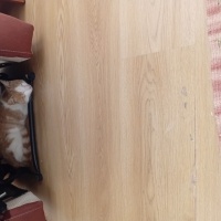Kedi sahi..