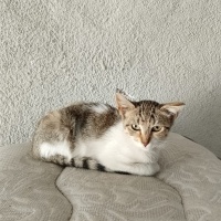 Minik yav..