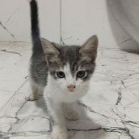 İki buçuk aylı...