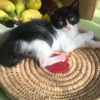 Leyla’ya ömürl...