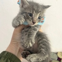 Duman’a ömürlü...