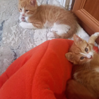 Sarı bebe..