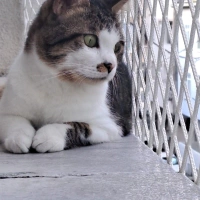 İki Kulağ..