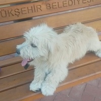 5 aylık o..