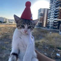 KÖPEK SAL..