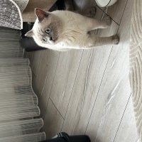 Çok acil..