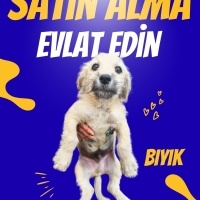 5 terier..