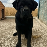 Cane Cors..