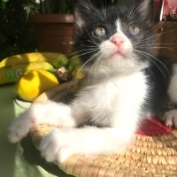 Leyla’ya..