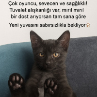 Kalıcı yu..