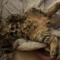 OSCAR- 4..