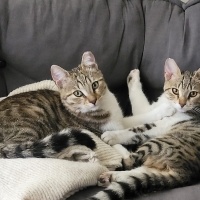 Leo ve Lu..
