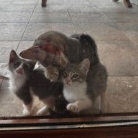 Yeni doğa..