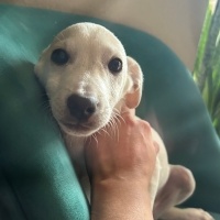 JOEY - is..
