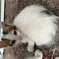 Mavişe yu..