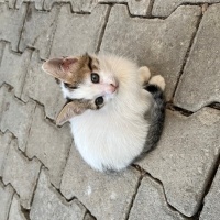 Mavişe yu..