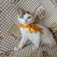 Minikler..