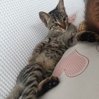 Oyuncu in..
