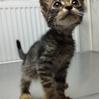 Küçük Bebeğe Yuva 🥰