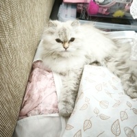 Asil ve u..