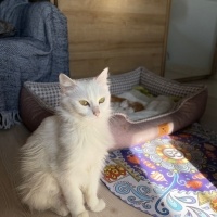 pamuk ked..
