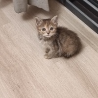 Çekici gö..