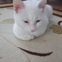 2 3 aylık..