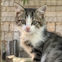 Üç kardeş..