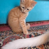 MİNİKLERE..