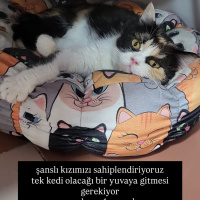 Şanslı kı..