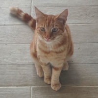 Sarman Oğ..