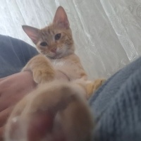 Paşa şiri..