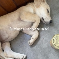 4 aylık d..
