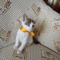 Minik Pat..